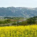 いいやま菜の花公園で春を満喫